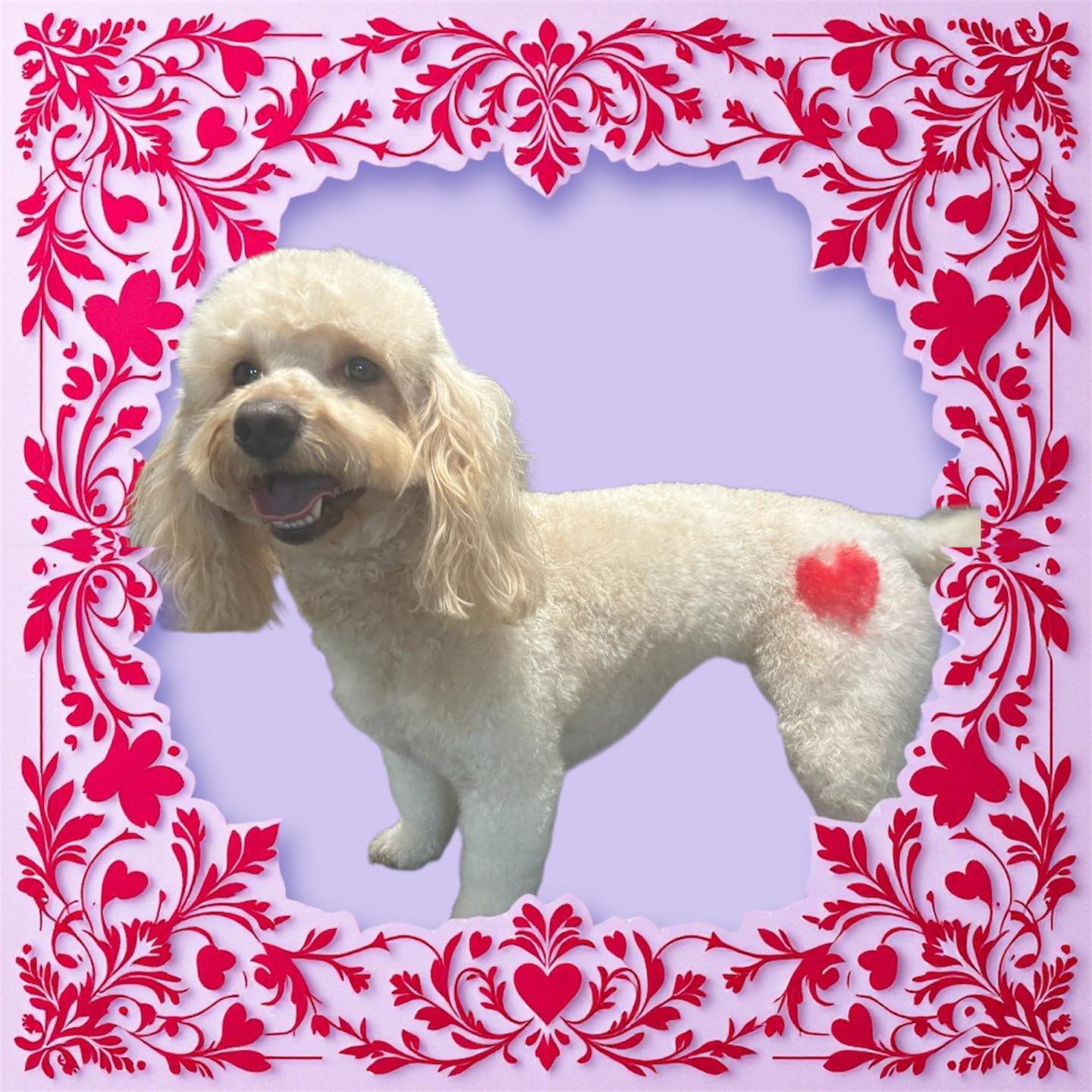 Dog grooming transformation