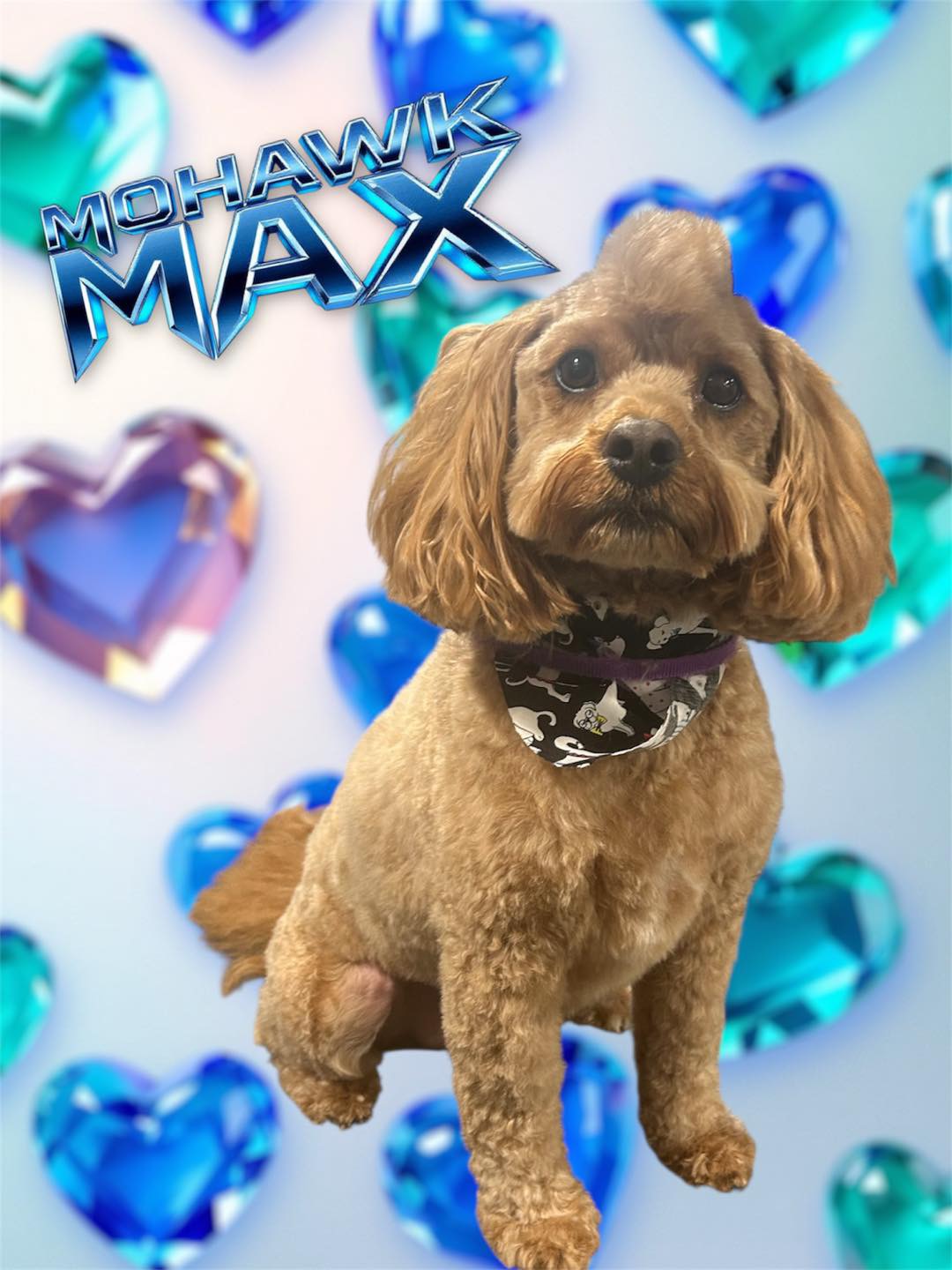 Dog grooming transformation
