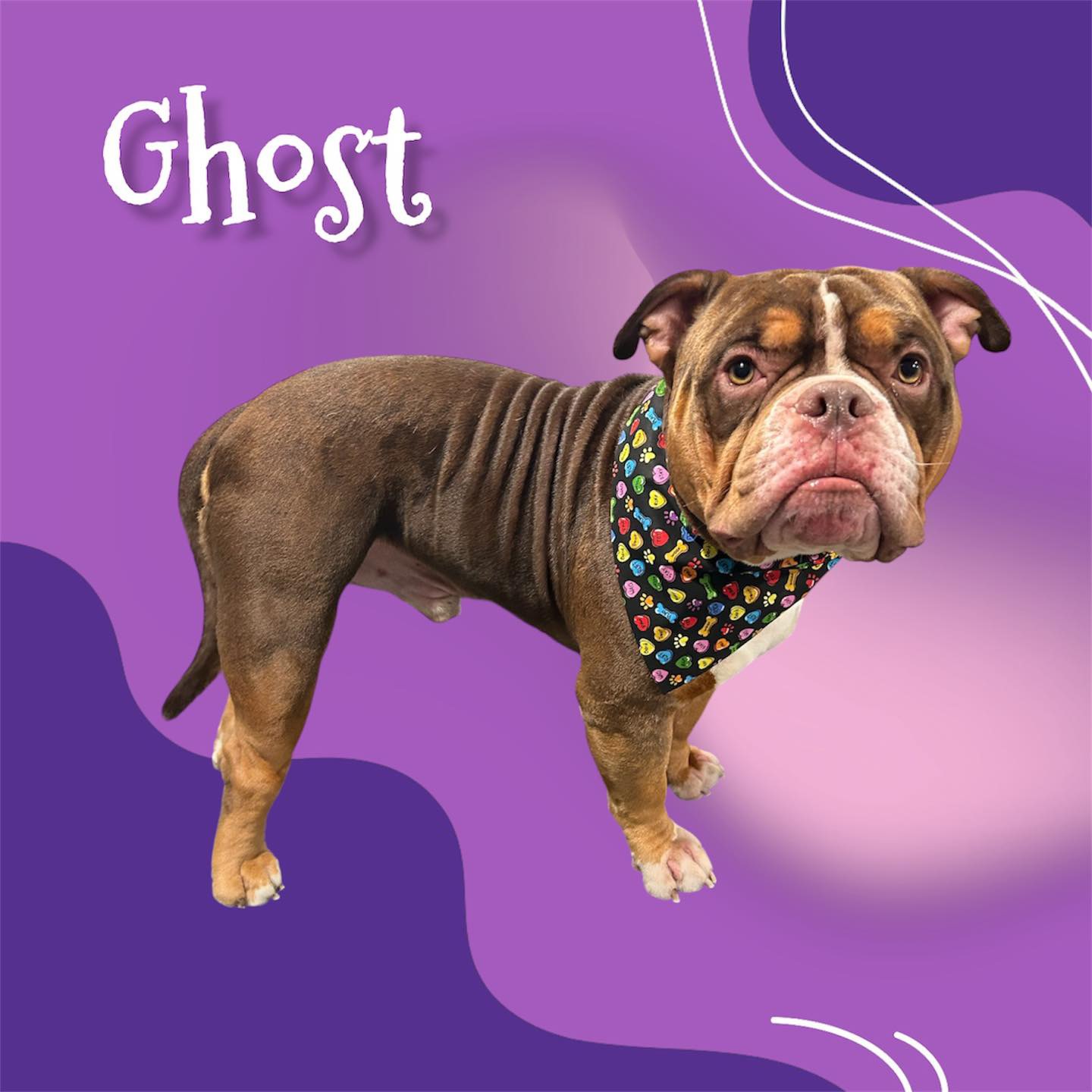 Dog grooming transformation