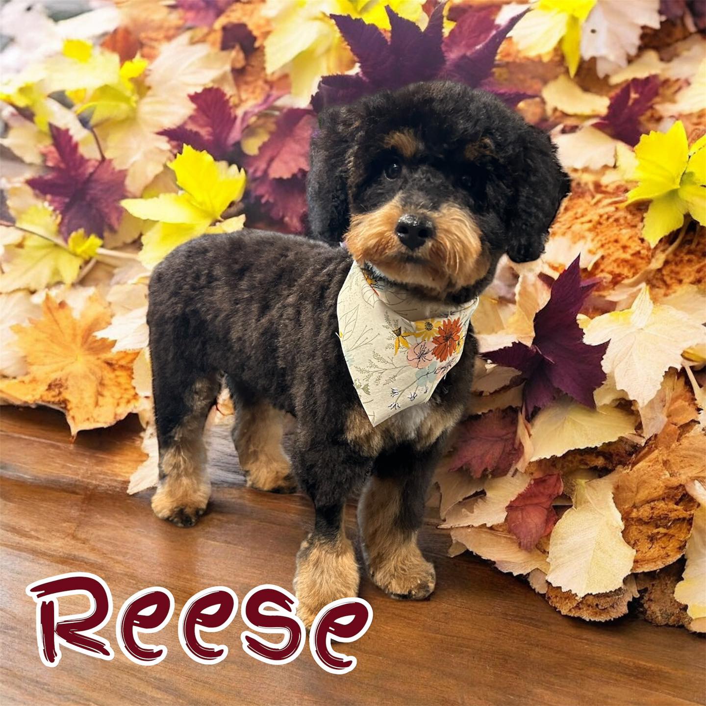 Dog grooming transformation