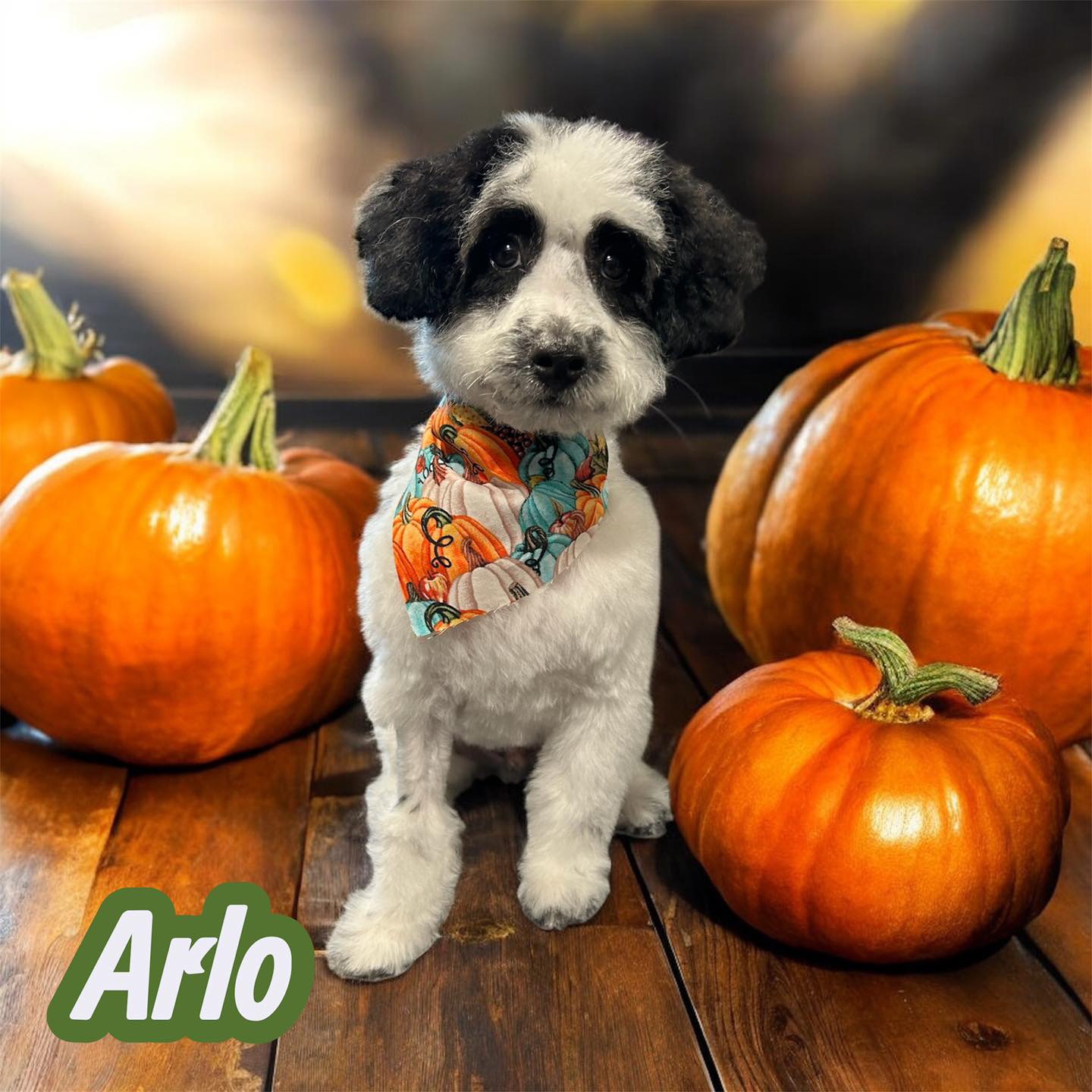 Dog grooming transformation