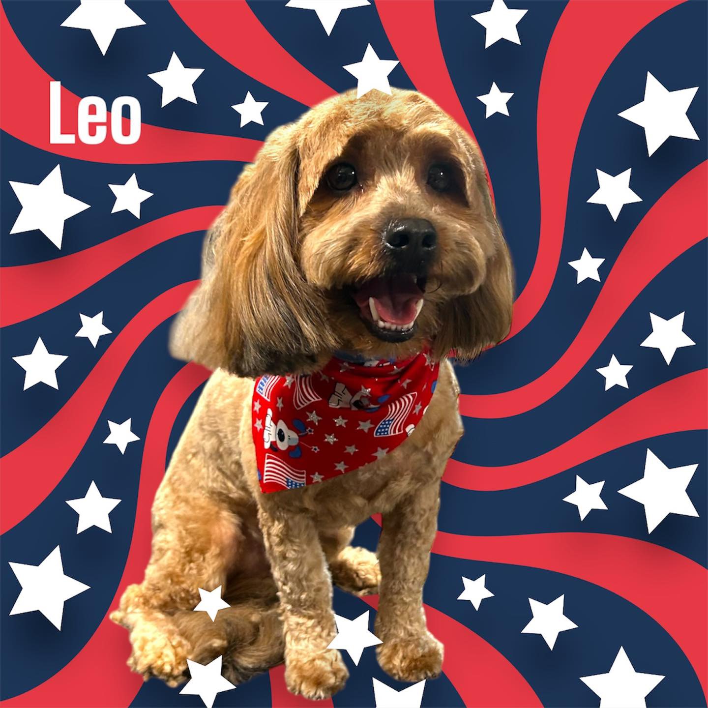 Dog grooming transformation