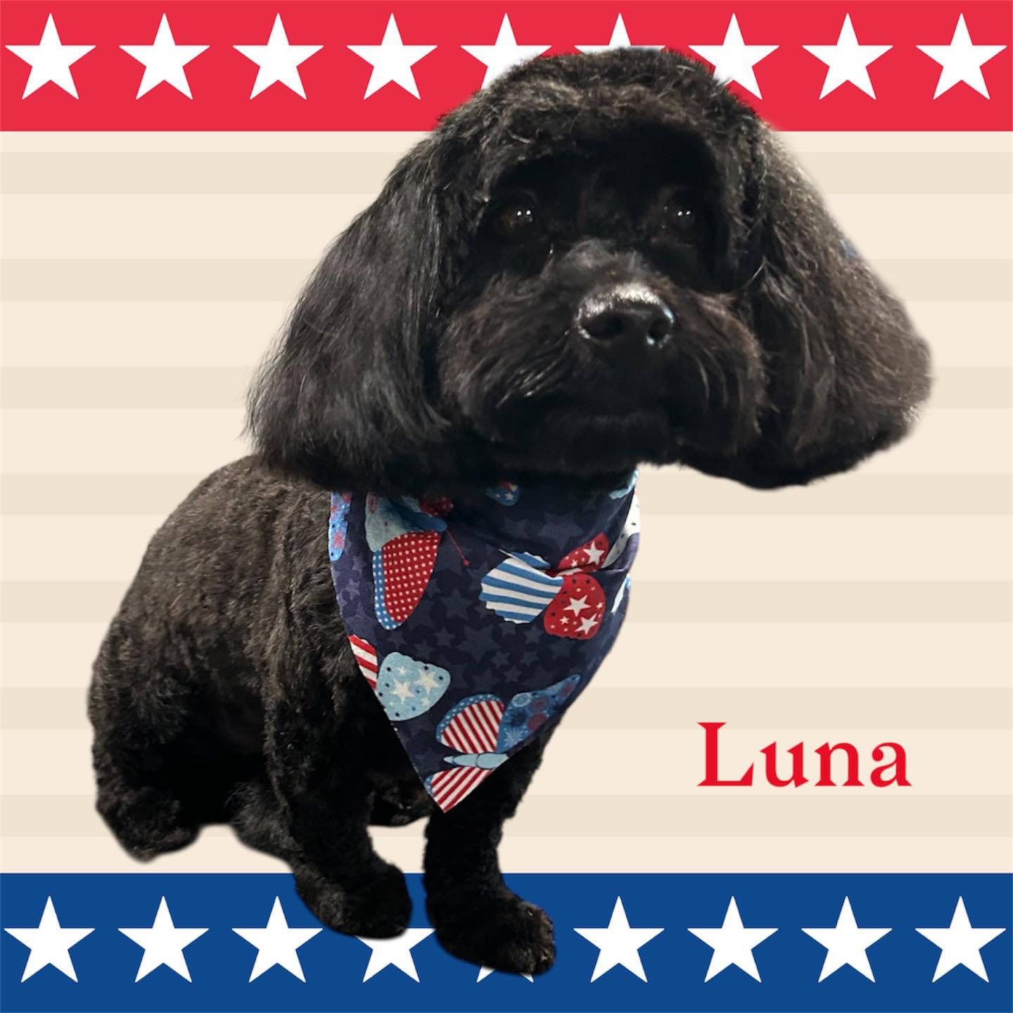 Dog grooming transformation