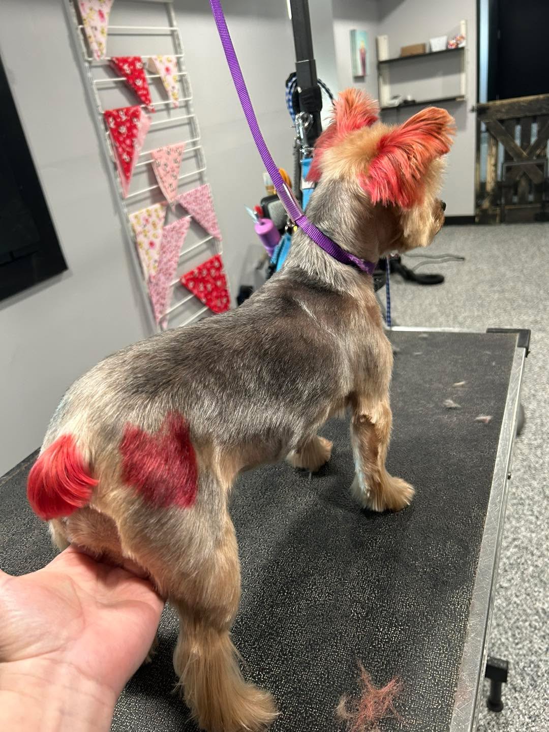 Dog grooming transformation