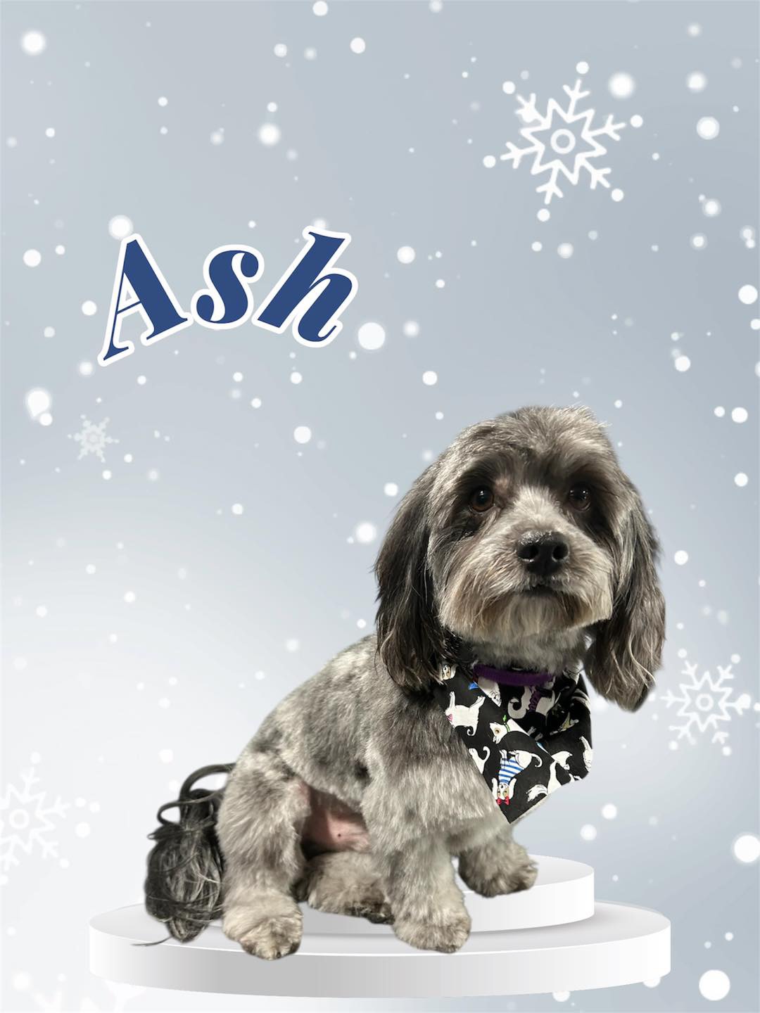 Dog grooming transformation